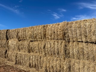 2022 cutting Sudan hay. $75 per bale