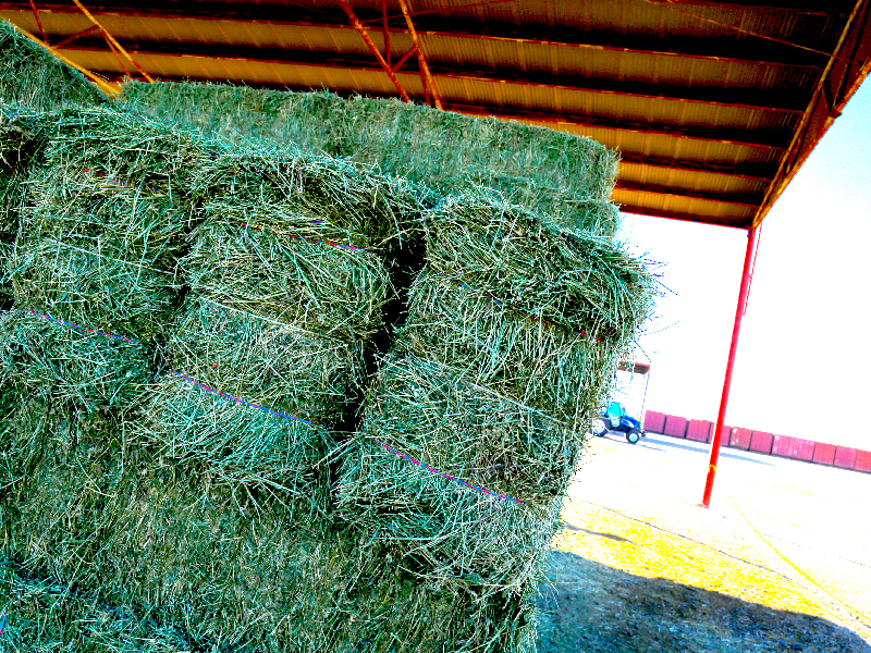 Supreme Alfalfa Hay in Los Angeles, California