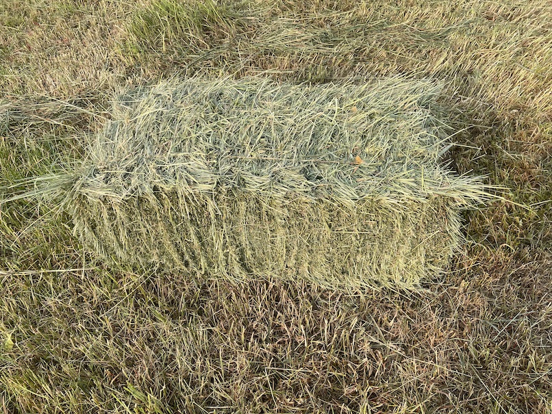 Small Square bales of hay
