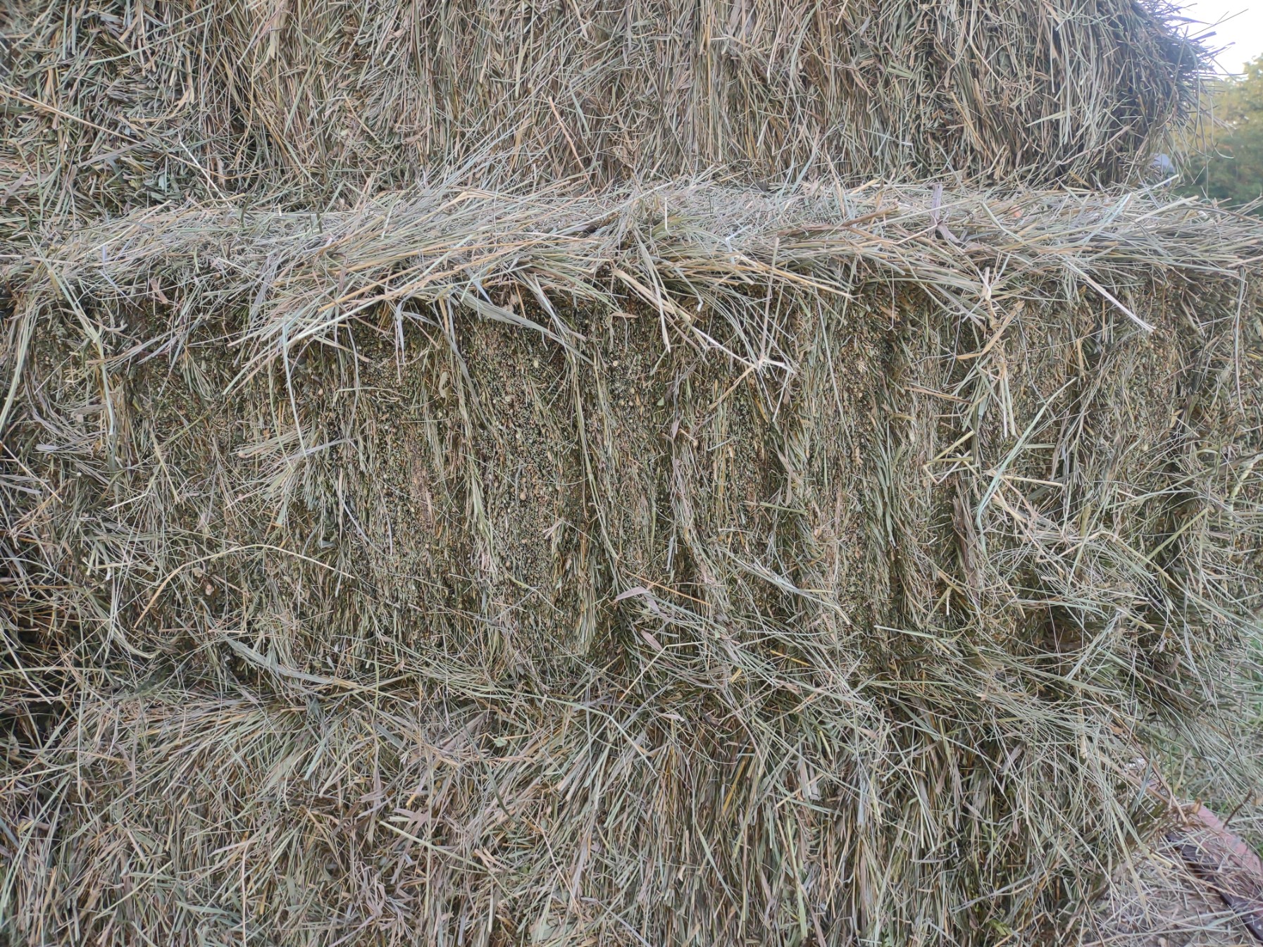 Fescue and mixed grass hay