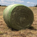 Grass Hay 3/4 ton round bales