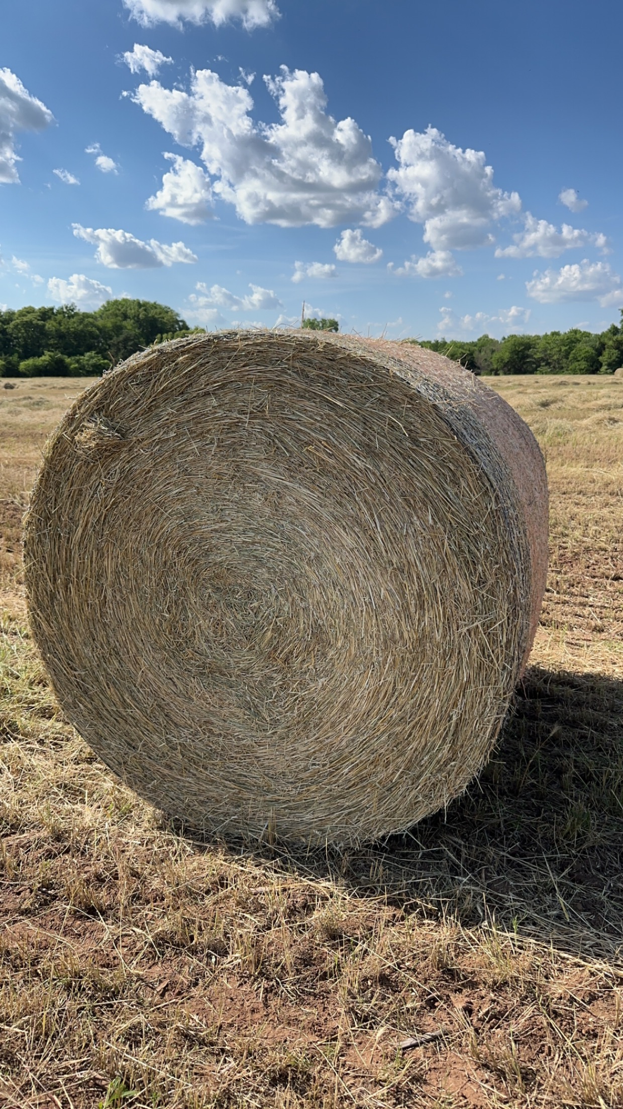Wheat hay 5x5 in Enid, Oklahoma