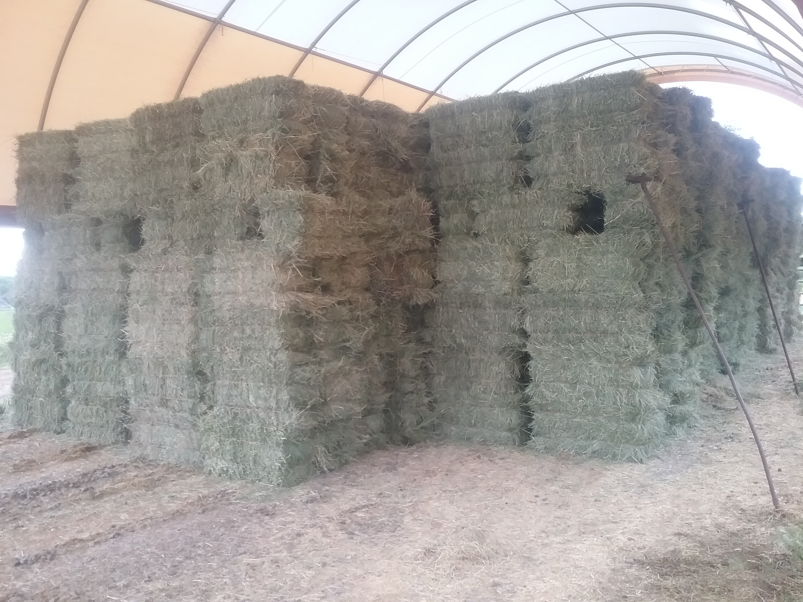 Alfalfa/Orchard grass mix quality horse hay