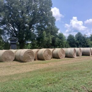 Round bales of hay, net wrapped, lined up in a row across a mowed field, with a large shade tree and a wooden deer stand behind them