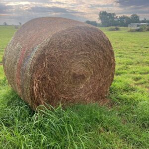 Large round bale of hay sitting in a green grassy field under a cloudy evening sky, with a house and trees in the background