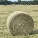 HAY HAY HAY LADY