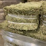 Small square bales of green hay with white bale strings, stacked on pallets and wrapped in plastic, in Dover-Foxcroft, Maine