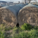 Premium coastal hay, highly fertilized, Large 4x5 bales.
