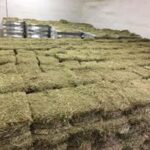 Rows of small square hay bales stacked on pallets inside a building, with metal rafters overhead, in Dover-Foxcroft, Maine