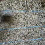 Close-up of a hay bale's surface, dry grass stems held by three blue twine strings running across it