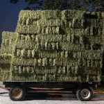 Premium Alfalfa Orchard Mix Hay Bales for Sale
