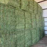 Alfafa hay available