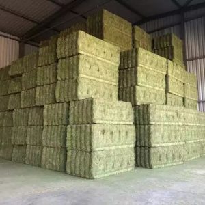 Pure alfalfa in 3x4x8 squares barn stored in Chicago, Illinois